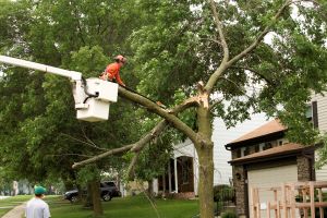 man in a bucket truck trimming trees